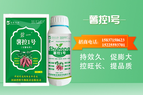 紅薯如何控旺？紅薯控旺有哪些措施？控旺產(chǎn)品怎么選？