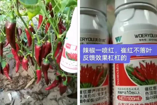 增紅率提高95%！催紅不落葉！收入翻幾番！就用辣椒一噴紅！