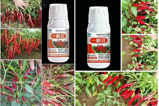 增紅率提高95%！催紅不落葉！收入翻幾番！就用辣椒一噴紅！