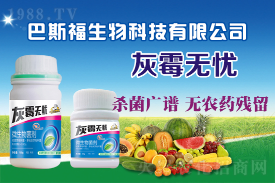 葡萄灰霉病危害嚴(yán)重！葡萄灰霉病如何防治？