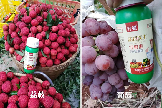 紅果素—只為轉(zhuǎn)色而生！轉(zhuǎn)色快、高，催紅不用愁！