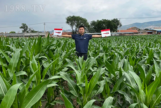 渾源玉米頂呱呱，營養(yǎng)補(bǔ)充全靠它