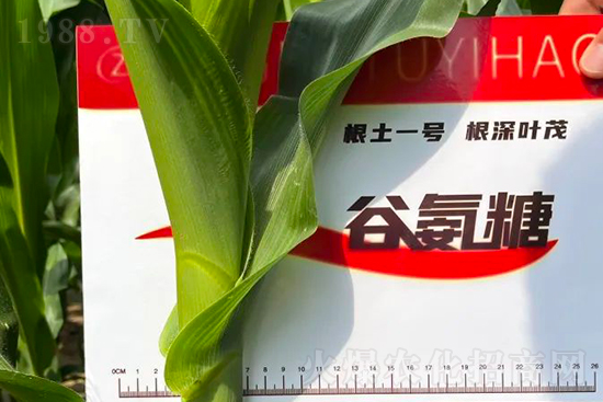 渾源玉米頂呱呱，營養(yǎng)補(bǔ)充全靠它