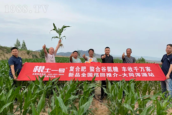 渾源玉米頂呱呱，營養(yǎng)補(bǔ)充全靠它