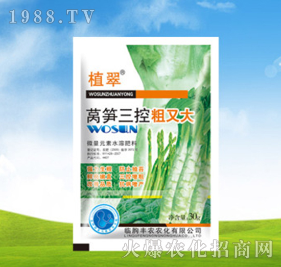 萵筍三控粗又大-植翠-豐農(nóng)農(nóng)化