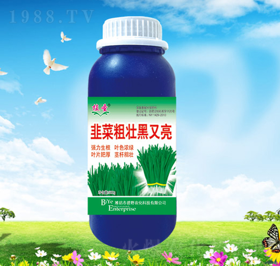 韭菜粗壯黑又亮-植圣-碧野農化