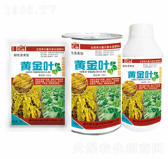 翻色落黃型-黃金葉-國(guó)光益農(nóng)