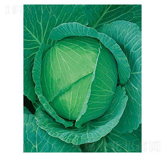 ���Sһ̖(h��o)���{(l��n)-̫��(l��)�N�I(y��)