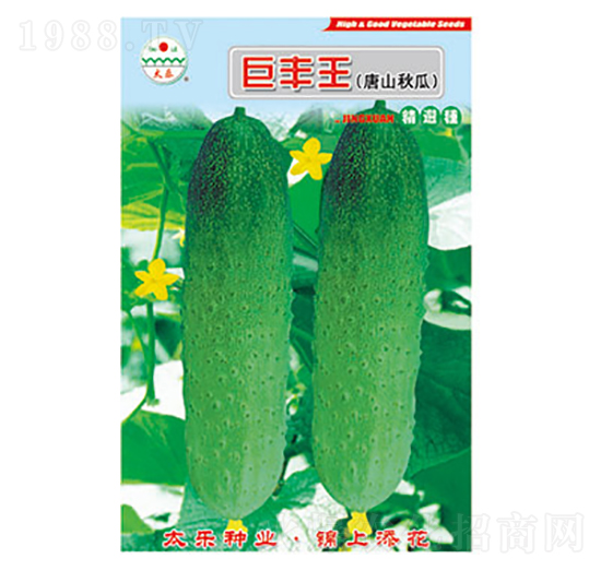 黃瓜種子-巨豐王-太樂(lè)種業(yè)