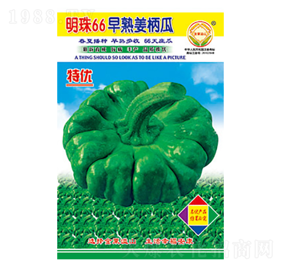 姜柄瓜種子-明珠66-太樂(lè)種業(yè)