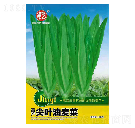 油麥菜種子-尖葉油麥菜-邯豐農(nóng)業(yè)