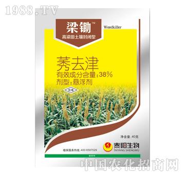 38%ݬȥ��-���z-̩�