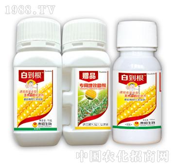 白到根-泰陽(yáng)