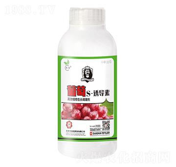 ����S-�T��(d��o)��-��˲