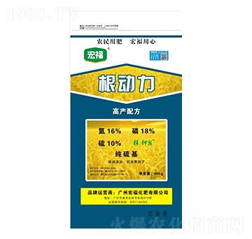 ������-�긣����