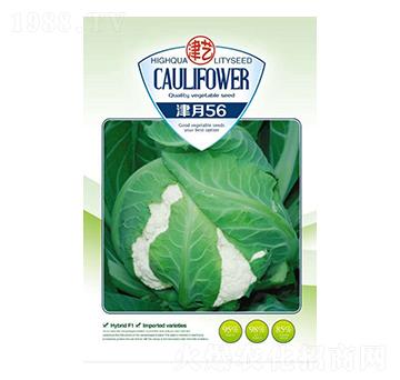 ���˷N��-����56-���S�r�I(y��)