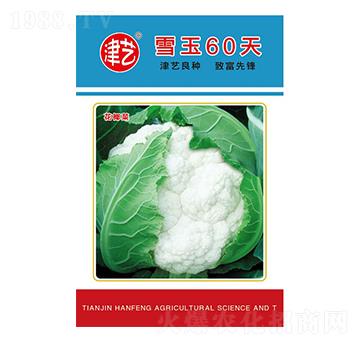 ���˷N��-ѩ��60��-���S�r�I(y��)